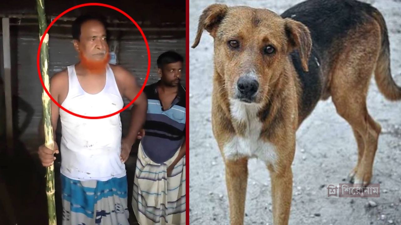 প্রাণীর প্রতি নিষ্ঠুরতা: তাড়াশে কুকুর হত্যা ঘটনায় মামলার প্রস্তুতি